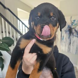 Rottweiler Puppies from Vom Uberlegenen Rottweilers