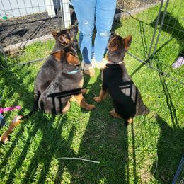 German Shepherd Puppies from End of the Trail Farm & Kennels