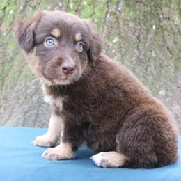 Sriracha - Red tri-color female Australian Shepherd puppy in Macon, Georgia from Shaina’s Shepherds