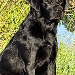 Labrador Retrievers from Ivyline Labradors