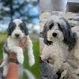 Bernedoodle and Cockapoo Puppies from Doodles of Joy