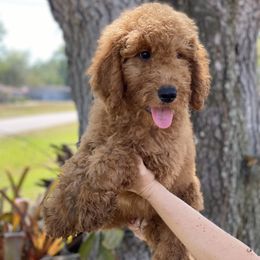 Boy 1 - Apricot Goldendoodle puppy in Bradenton, Florida from Doodle Acres