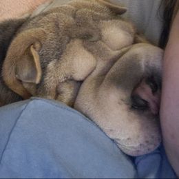 Chinese Shar-Pei from Wrinkle Bum Shar-Pei
