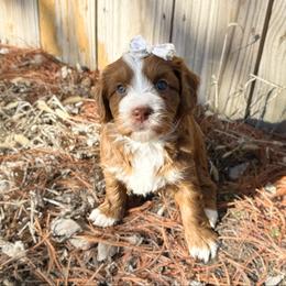 Anna (sable) - Sable female Bernedoodle puppy in Wamego, Kansas from Doodles of Oz