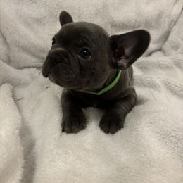 French Bulldog Puppies from Wyo frenchies