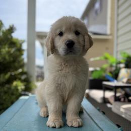 Golden Retriever Puppies from Glimmer Goldens