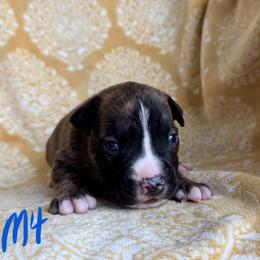Red Brindle Male - Red brindle male American Pit Bull Terrier puppy in Nine Mile Falls, Washington from Bartin Kennels
