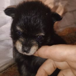 Boy green collar - Tri-colored male Pomeranian puppy in Parthenon, Arkansas from Michelle's Poms