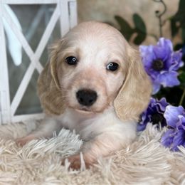 Bussin - Cream male Dachshund puppy in Lakeland, Florida from Buckwild Doxies