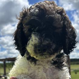 Poodles from Granite Valley Poodles