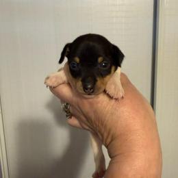 K Pup 2 - White black and tan female Toy Fox Terrier puppy in Clermont, Florida from Debbie Hiles's Toy Fox Terriers