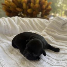 August 'Auggie' - Black male Shih Tzu puppy in Montgomery, Texas from Furbourne Farm