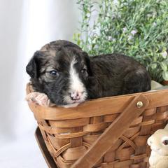 Titan - White and black male Bordoodle puppy in Ashland, Ohio from Cherry Blossom Doodles