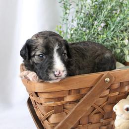 Titan - White and black male Bordoodle puppy in Ashland, Ohio from Cherry Blossom Doodles