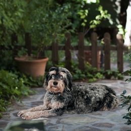 Skye - Aussiedoodle