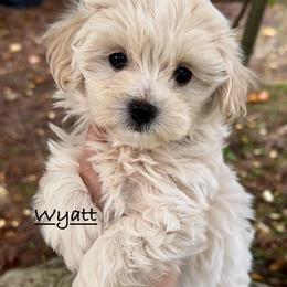 Wyatt - Cream male Maltipoo puppy in Traverse City, Michigan from Riyem Wildflower Farms