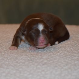 Girl 1 - Red tri-color female Australian Shepherd puppy in Pilot, Virginia from Obsidian Australian Shepherd