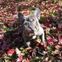 Bulldog and French Bulldog All Grown Up from Diamond In The Ruff Bulldogs