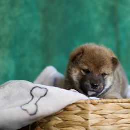 Shiba Inu Puppies from Shinin Shibas