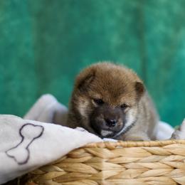 Shiba Inu Puppies from Shinin Shibas