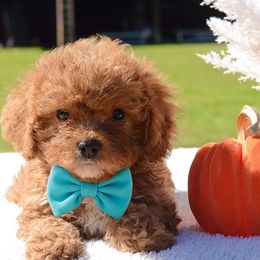 Cavapoo Puppies from Horton & Co. Cavapoos