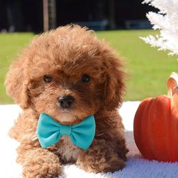 Cavapoo Puppies from Horton & Co. Cavapoos