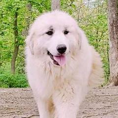 Martini - Great Pyrenees