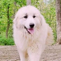 Martini - Great Pyrenees