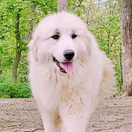 Martini - Great Pyrenees