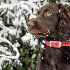 Boykin Spaniels from Baggett’s NWFL Gun Dogs