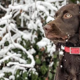 Boykin Spaniels from Baggett’s NWFL Gun Dogs