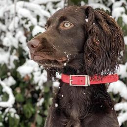 Boykin Spaniels from Baggett’s NWFL Gun Dogs