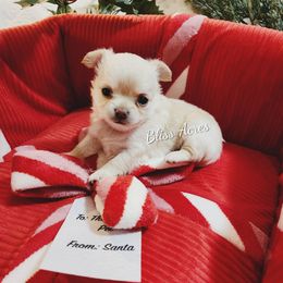 Lila - Cream and white female Chihuahua puppy in Ponca City, Oklahoma from Bliss Acres Farm