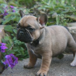 French Bulldog Puppies from Texas Top Notch Frechies