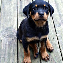 Black and Tan Coonhound and Rottweiler Puppies from Vom Heldenhaft Rottweilers