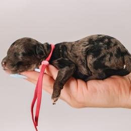 Hot Pink - Merle female Cavapoo puppy in Mckinney, Texas from Doodles of North Tx