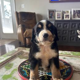 Bella - Tri-color female Bernedoodle puppy in Arabi, Georgia from Huckadoodle Farm
