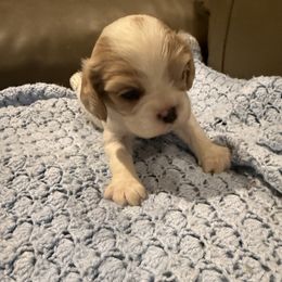 Cavalier King Charles Spaniel puppies from Sandy Cross Kennels