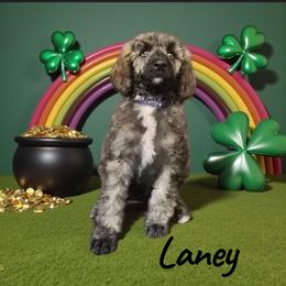 Laney - Sable female Poodle puppy in Port Orange, Florida from Daytona’s Standard Poodles