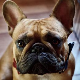 Magic - French Bulldog