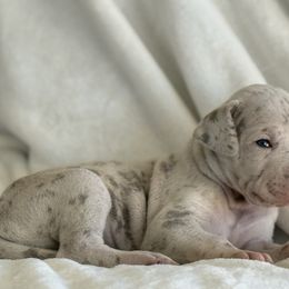 Maui - Merle female Great Dane puppy in Reno, Nevada from Good Dog Danes