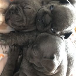 French Bulldog Puppies from Crooked C Ranch