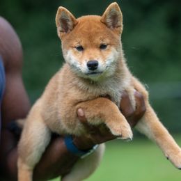 Girl 3 - Red female Shiba Inu puppy in Hephzibah, Georgia from Evenfalls Shiba Inu