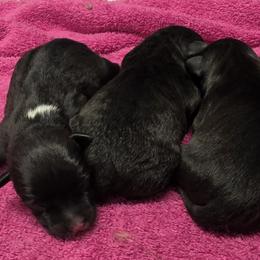 Boy 1 - male Patterdale Terrier puppy in Divide, Colorado from Outlaw Farm and Kennel