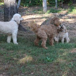 Goldendoodle Puppies from FurEver Friends Doodles
