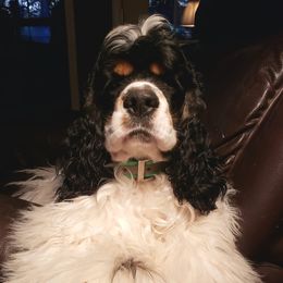Sonnyboy - Cocker Spaniel