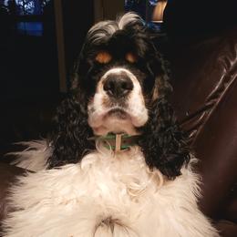 Sonnyboy - Cocker Spaniel