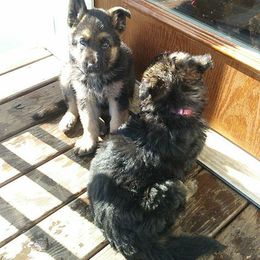 German Shepherd Puppies from Countryside Kennel