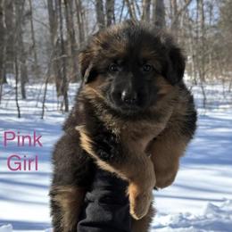 Anika (Pink Collar) - Black and red female German Shepherd puppy in Newtown, Connecticut from Von Tiffany Haus