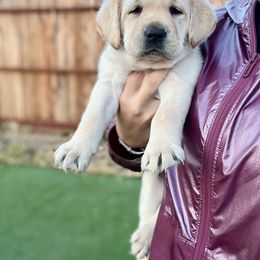 Double Doodle and Labrador Retriever Puppies from Hansen Pups